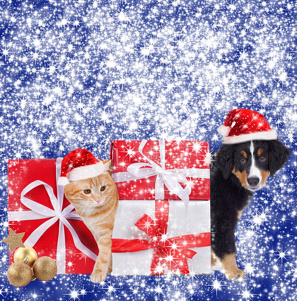 istock Cat and dog with christmas background 491731578