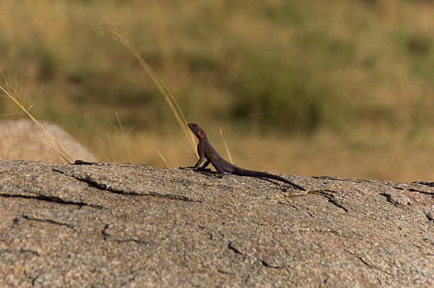 Stolze lizard – Foto