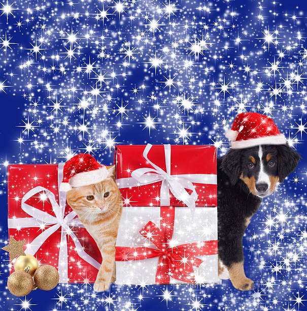 istock Cat and dog with christmas background 491731836