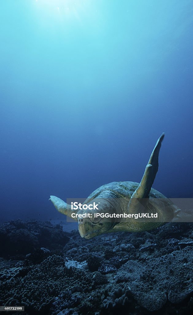 Sea life Loggerhead turtle (caretta caretta), drifting Loggerhead Turtle Stock Photo