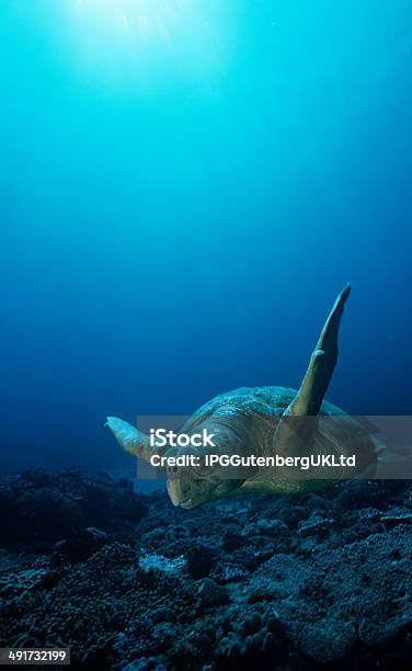 Sea Life Stock Photo - Download Image Now - Loggerhead Turtle, South Africa, Animal Wildlife