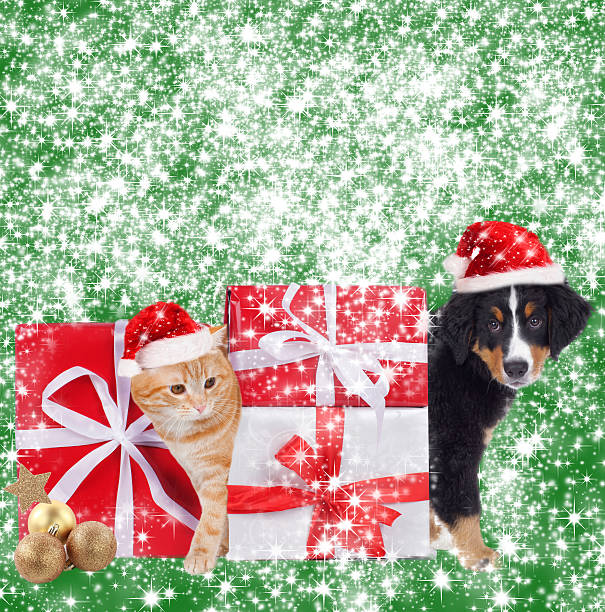 istock Cat and dog with christmas background 491732326