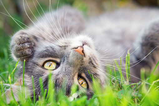 Close up photo from a domestic playing outdoor