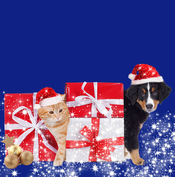 istock Cat and dog with christmas background 491732718