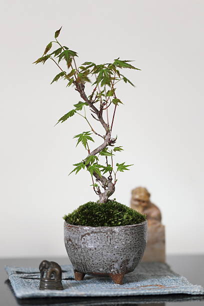mini bonsái - japanese maple autumn leaf tree fotografías e imágenes de stock