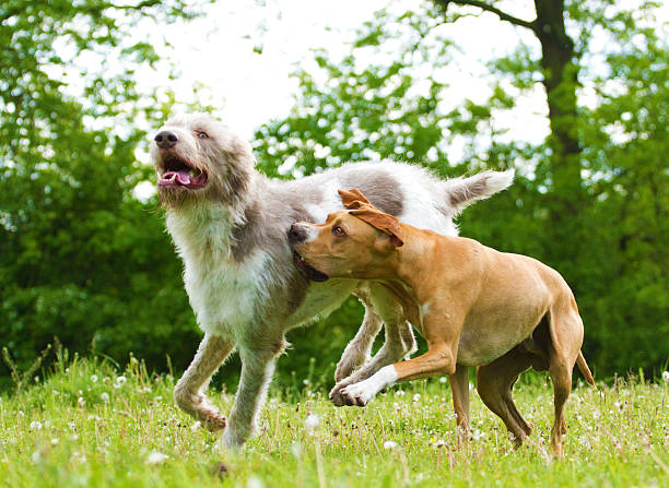 istock two fun dogs at play 491733053