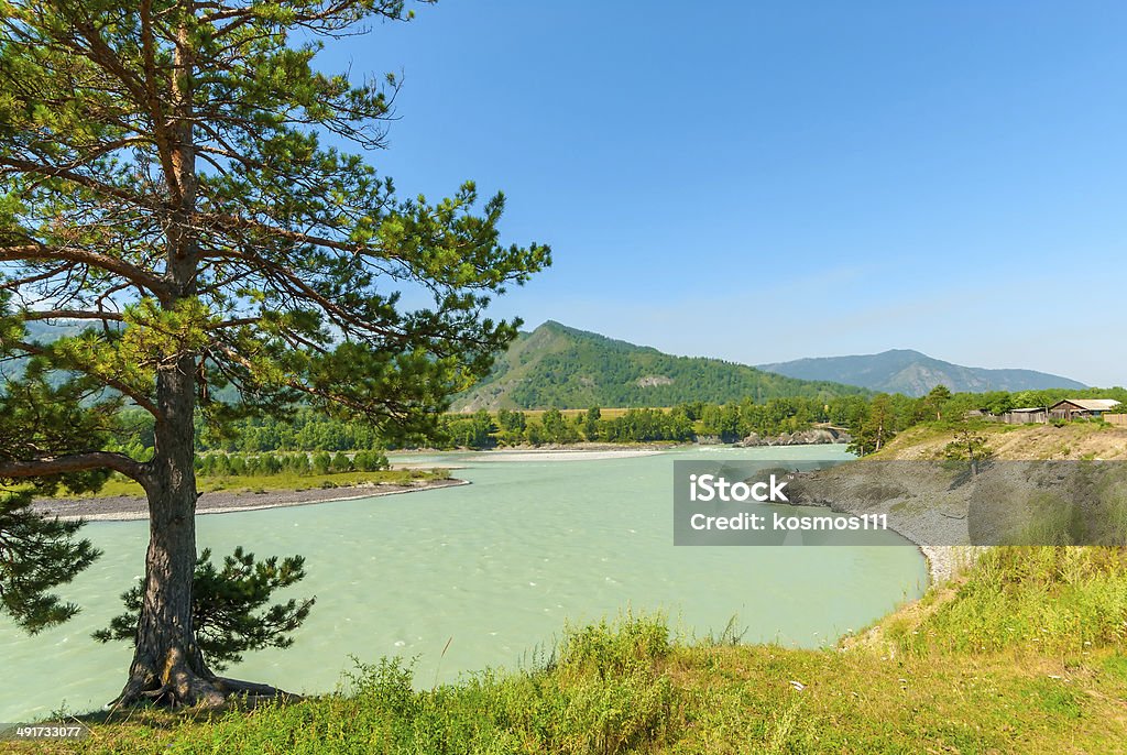 turbid water of the mountain river Katun in Altay edge Altai Nature Reserve Stock Photo