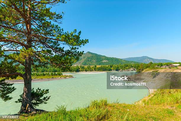 Turbid Water Of The Mountain River Katun In Altay Edge Stock Photo - Download Image Now