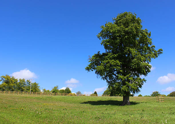 istock Common European beech tree (fagus sylvatica) growing in green field 491733213