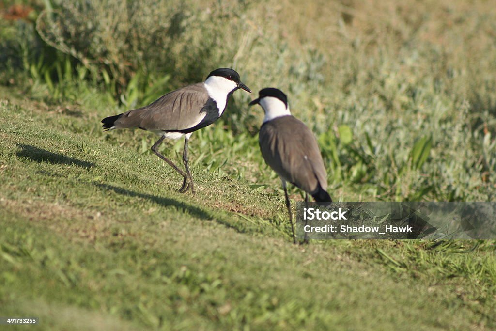 Spur-winged Lapwings Place: Hayarkon Park, Tel Aviv, Israel. Date taken: 11-28-12. Animal Stock Photo