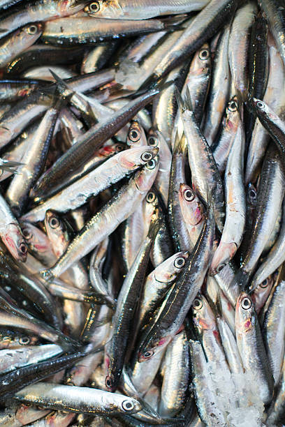 istock Plenty of fresh fish on the market. 491746338
