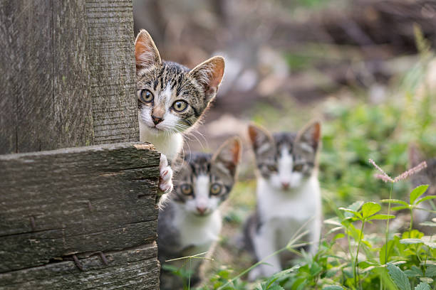 Curious but shy kittens stock photo