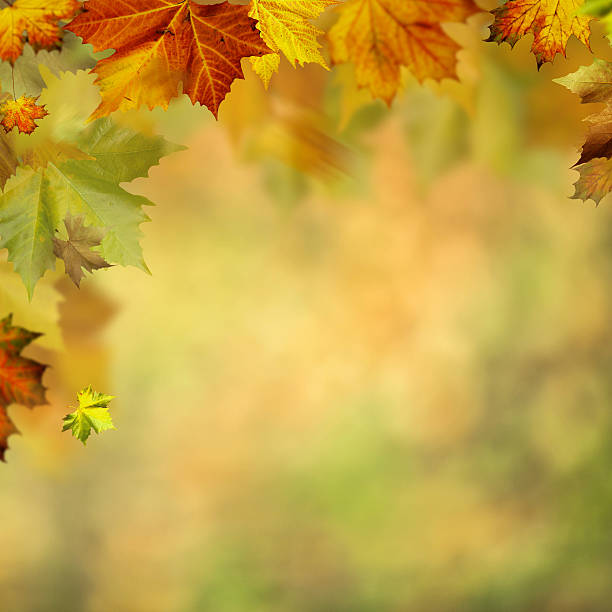 istock Abstract autumnal backgrounds for your design 491746896