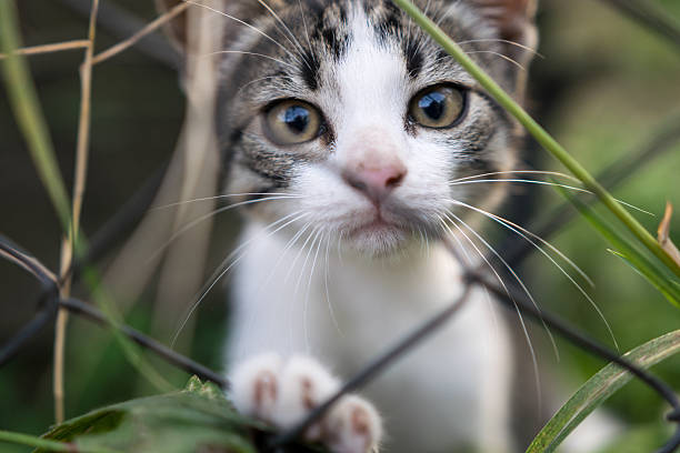 triste um gatinho além do muro - spay - fotografias e filmes do acervo