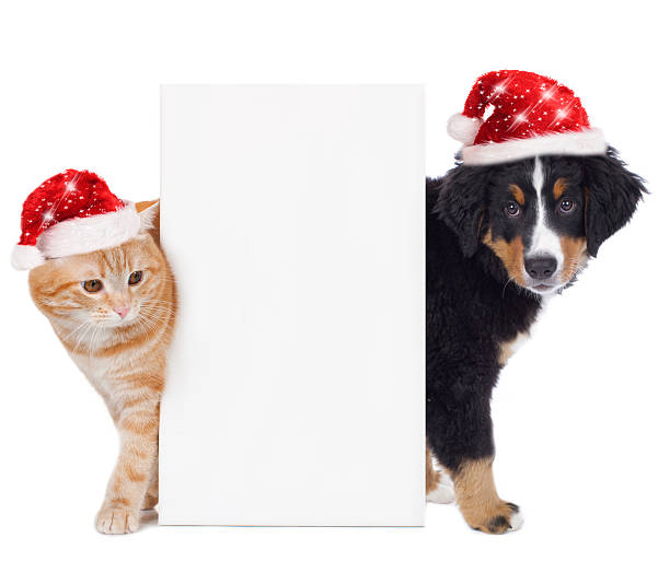 Cat and dog with santa hat Cat and dog with santa hat isolated on white looking around stock pictures, royalty-free photos & images
