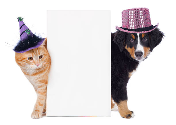 istock Cat and dog with funny hats isolated 491747438