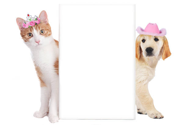 istock Cat and dog with funny hats isolated 491747664