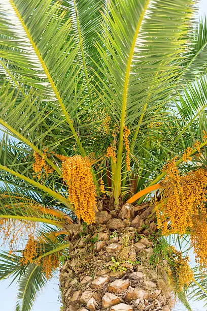 Colourful dates on palm tree. Vertical.