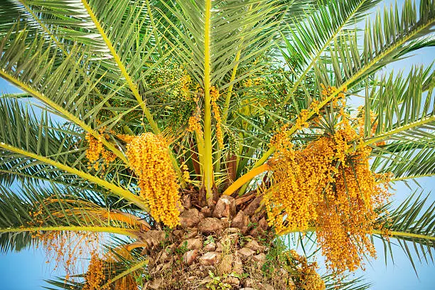 Colourful dates on palm tree. Horizontal.