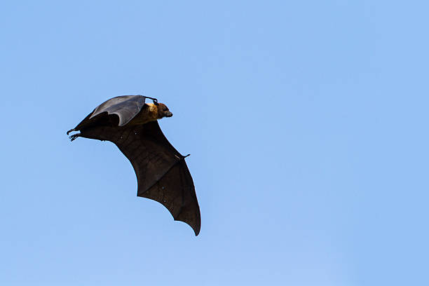 istock Indian Flying-fox in Tissamaharma, Sri Lanka 491748124