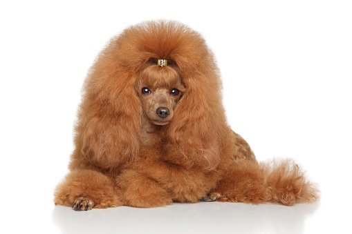 Red Toy poodle lying on a white background