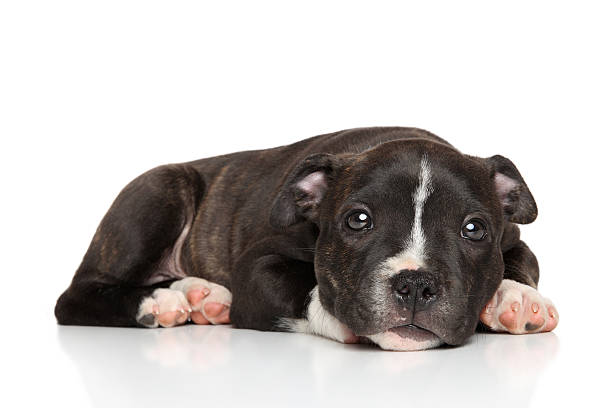 istock Staffordshire bull terrier puppy 491748224