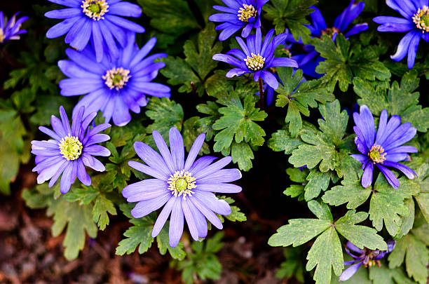 istock Blue aster wildflowers in a field. 491748812