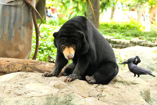 Malayan Sun Bear.