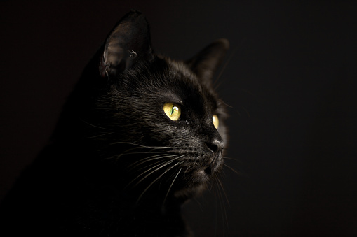 A beautiful black cat on a black background.