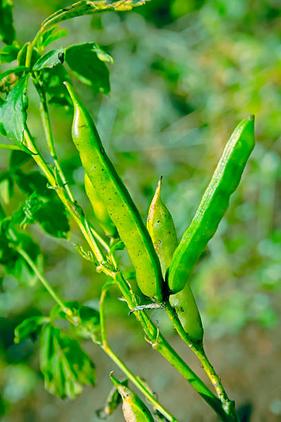 Cyamopsis tetragonolobus L, Guar vegetable