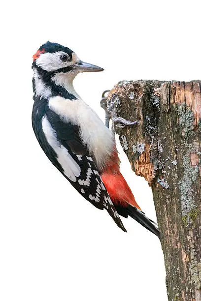 The great spotted woodpecker (Dendrocopos major) is a bird species of the woodpecker family (Picidae).