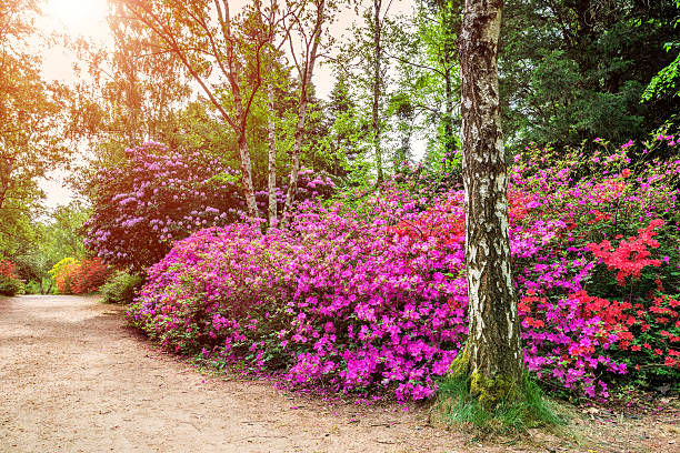 istock Blooming rhododendron garden 491750830