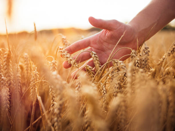 istock Hand running over healthy wheat in a cultivated field 491751420