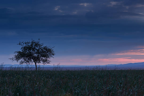 istock Lonely tree at sunrise in a meadow 491751744