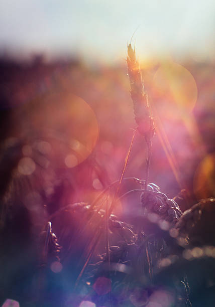 istock Tranquil wheat field with colourful sunflare at sunset 491751848