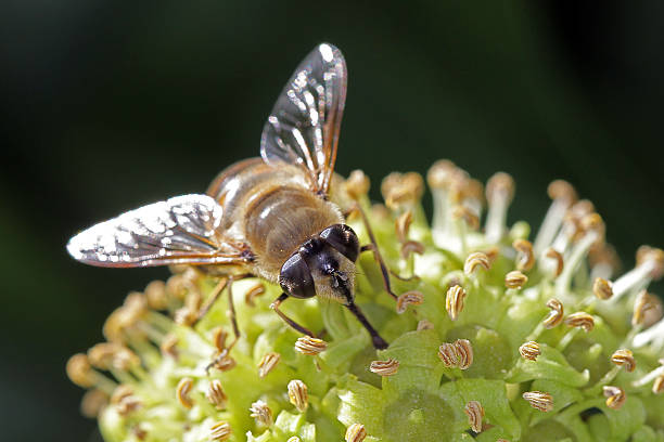 Fly feeding on an Ivy flower. stock photo