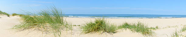 Summer beach panorama Wide panorama of dune grass at the beach on a beautiful summer day. marram grass stock pictures, royalty-free photos & images