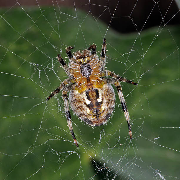 Spider sitting in its web. stock photo