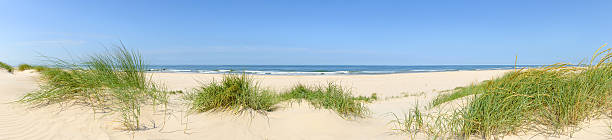 Summer beach panorama Wide panorama of dune grass at the beach on a beautiful summer day. marram grass photos stock pictures, royalty-free photos & images