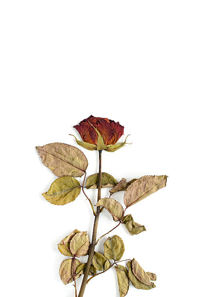 istock Single dried rose flower isolated on white 491753014