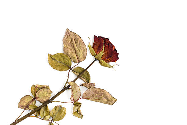 istock Single dried rose flower isolated on white 491760562