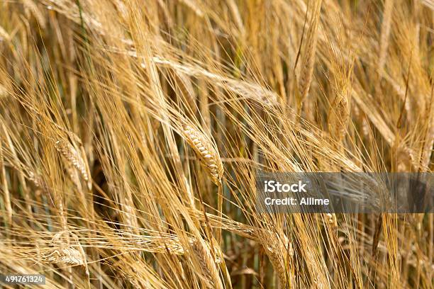 Wheat Stock Photo - Download Image Now - 2015, Agricultural Field, Agriculture