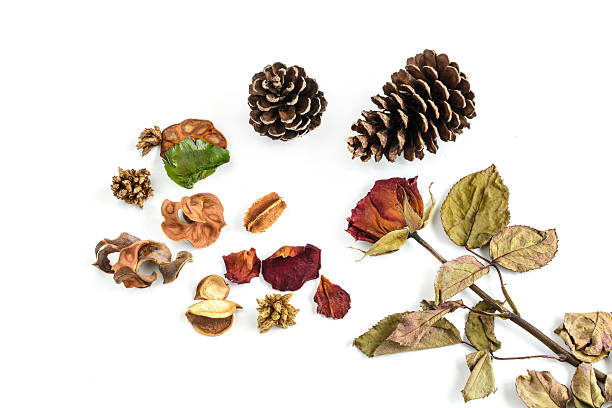 istock Single dried rose, flower and pine cone isolated on white 491761472