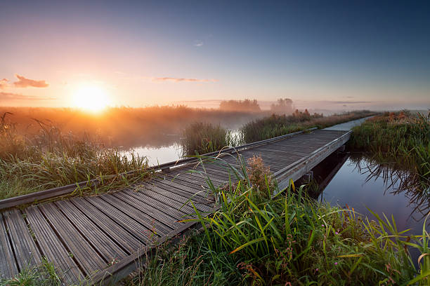 istock misty sunrise over wooden path on lake 491762246