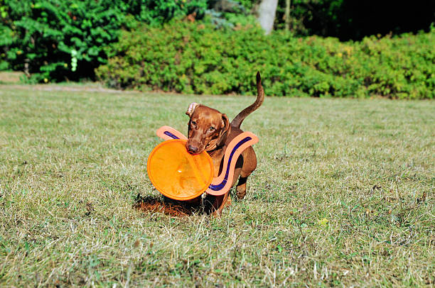 istock Dog breed standard smooth-haired dachshund,female. 491762678