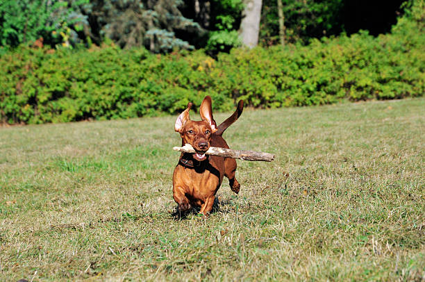 istock Dog breed standard smooth-haired dachshund,female. 491762996