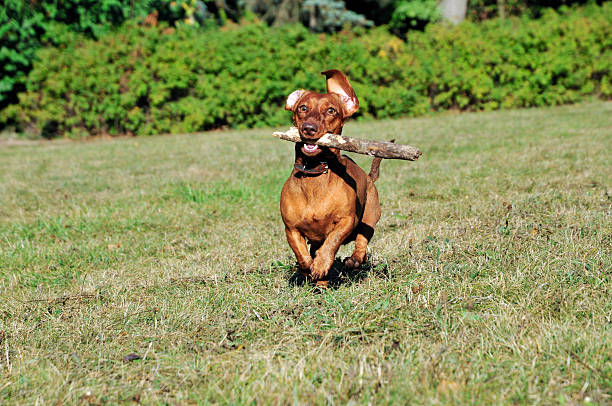 istock Dog breed standard smooth-haired dachshund,female. 491763050