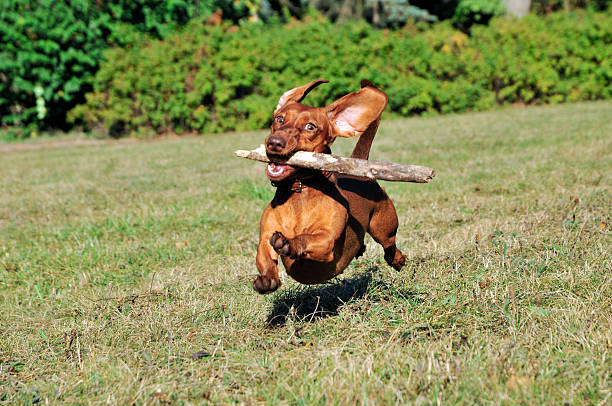 istock Dog breed standard smooth-haired dachshund,female. 491763104