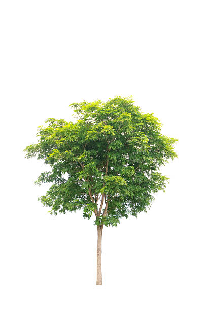 istock Stock Photo: Green beautiful and young eucalyptus tree isolated 491763890