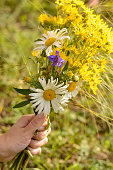 bouquet-von-wilden-blumen-in-der-hand.jpg?b=1&s=170x170&k=20&c=fOZITMbzgybfBVc2uTWDICwqXfbgz3R7O8lraiukfGA=